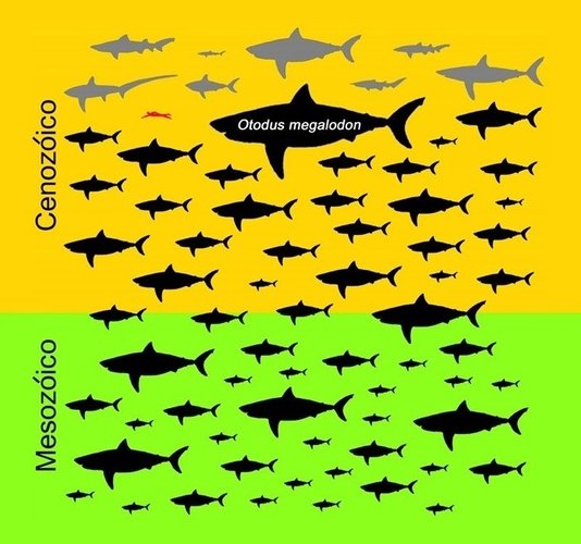 "Meg", comparado com seus parentes, é extraordinariamente maior.