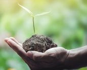 Ecosia, o buscador que planta árvores a cada pesquisa que você faz