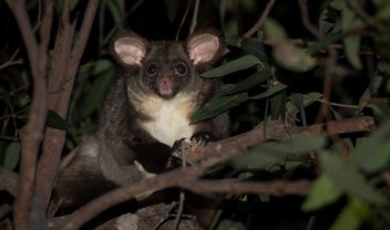 Cientistas australianos descobrem dois novos mamíferos