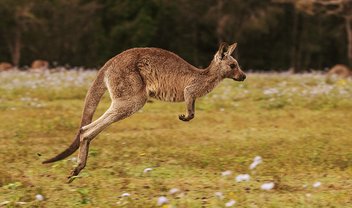 Saiba como ver animais pré-históricos em 3D do Google