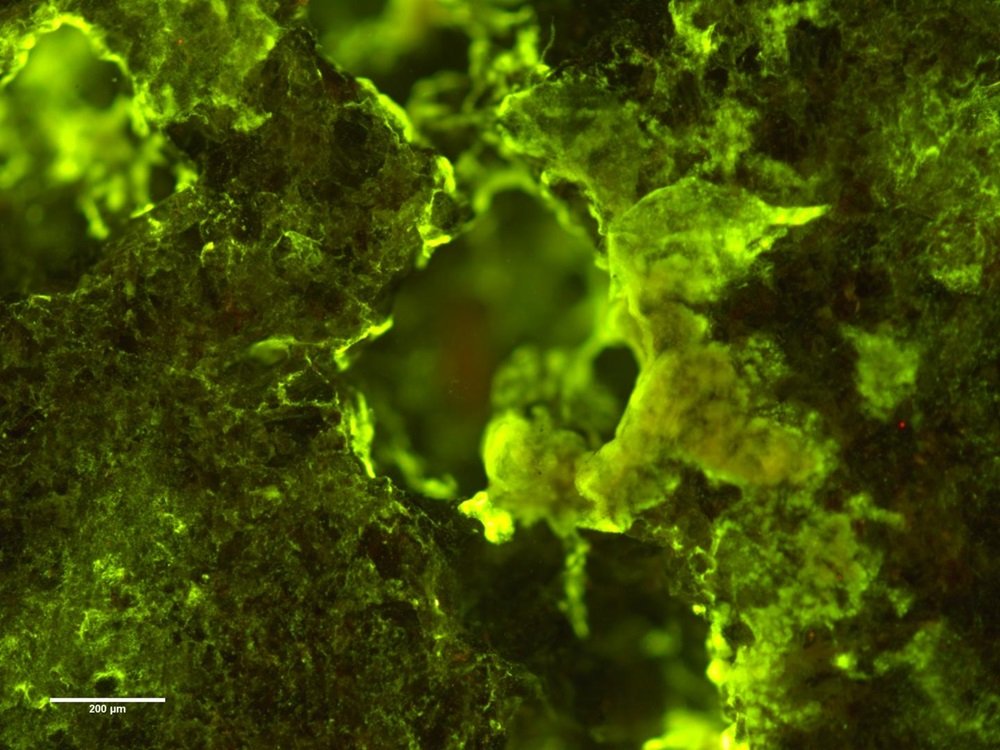 Bactérias Sphingomonas desiccabilis crescem em uma rocha feita de basalto.