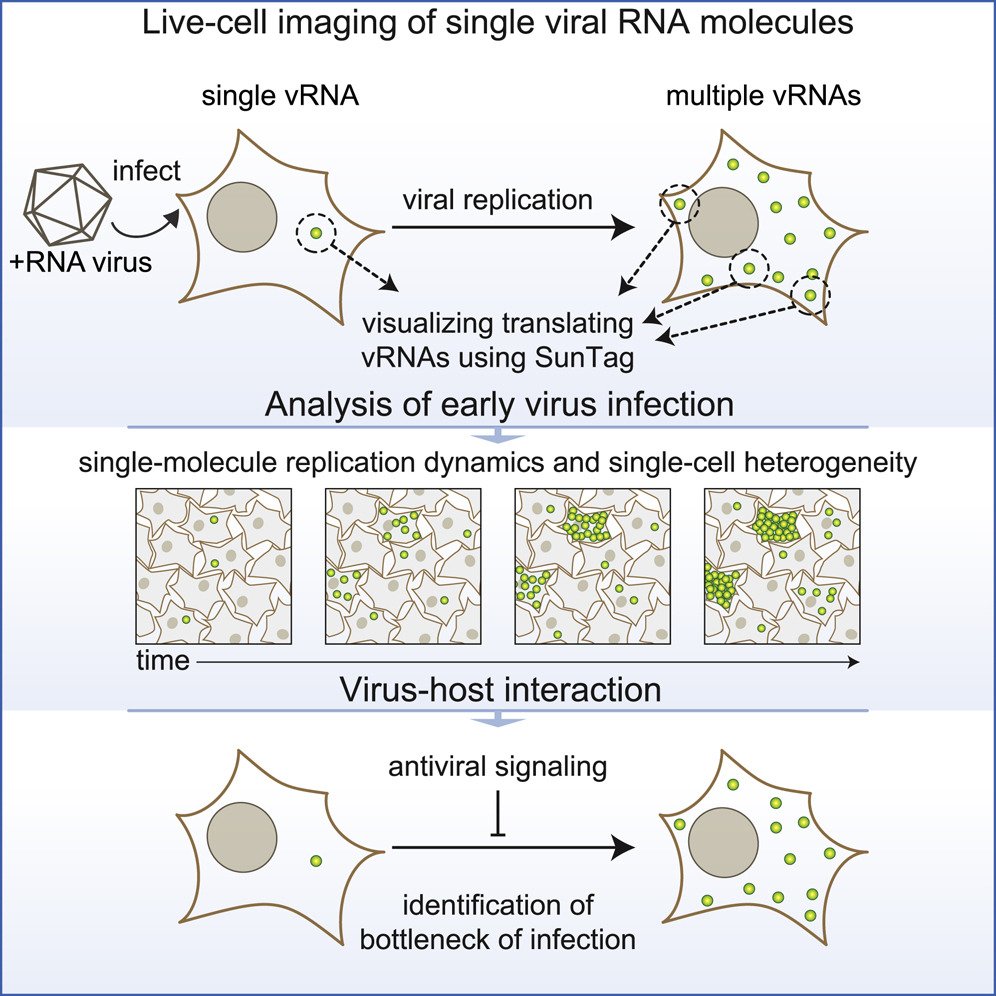 Representação das imagens da replicação viral observadas no VIRIM (Fonte: Boersma et al./Divulgação)