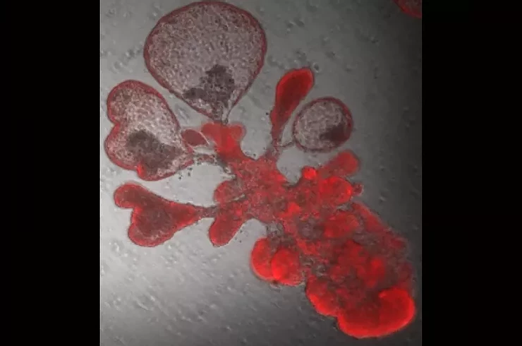 Célula-tronco reproduzindo (Fonte: Duke University/Reprodução)