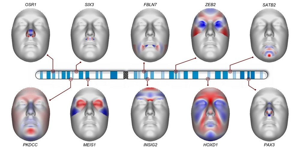 Como o cromossomo 2 influencia na forma de nosso rosto.