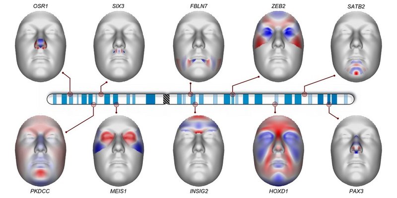 Como o cromossomo 2 influencia na forma de nosso rosto.