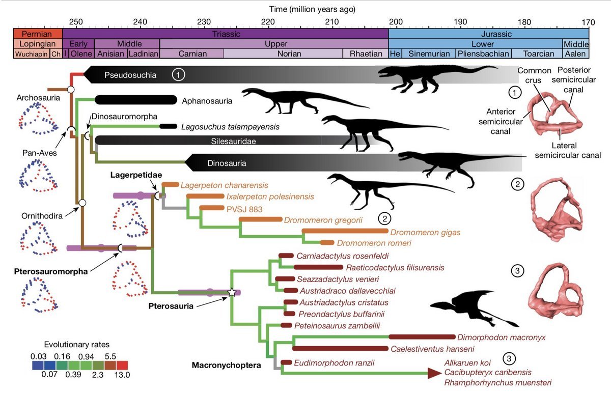 Lagerpetídeos e pterossauros são agora considerados grupos irmãos.