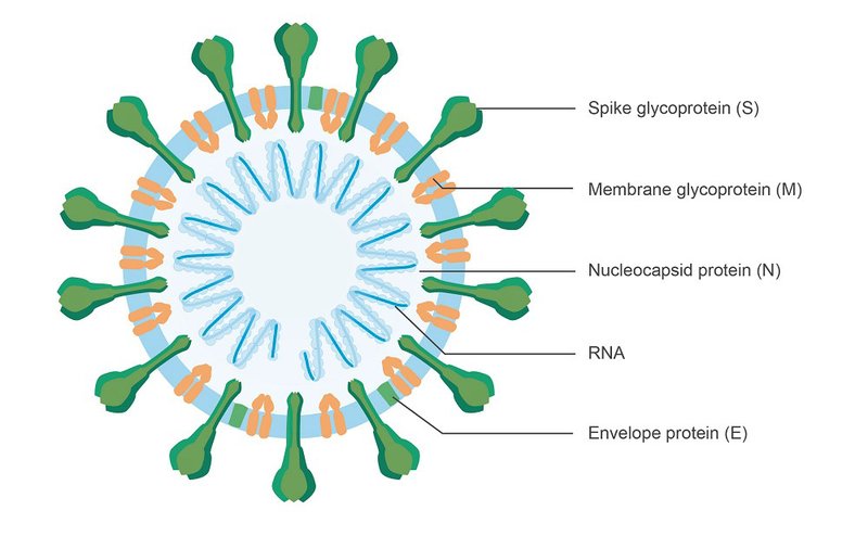 Fonte: Binding Site/Reprodução