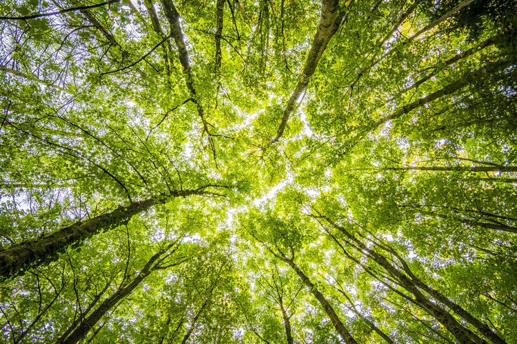 Natureza possui dispositivos do tipo, mas nada semelhante ao que foi desenvolvido.