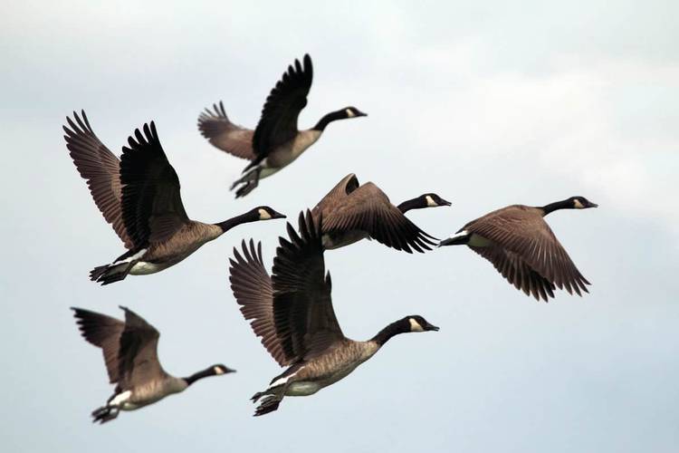patos