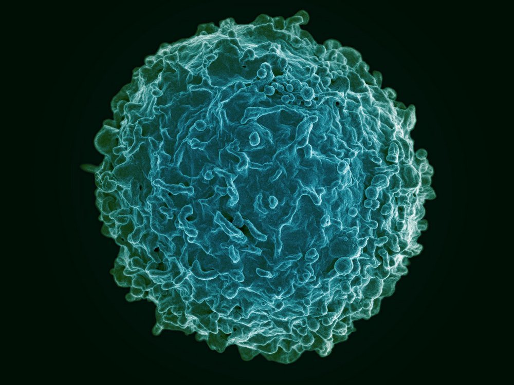 De um único linfócito B é criada toda uma linhagem de células monoclonais.