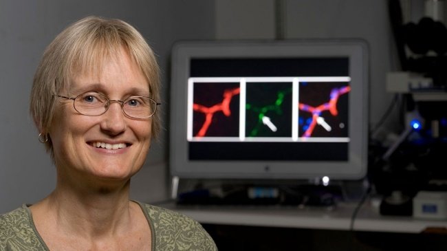 A professora de Stanford Katrin Andreasson liderou a equipe de pesquisa responsável pelo experimento.