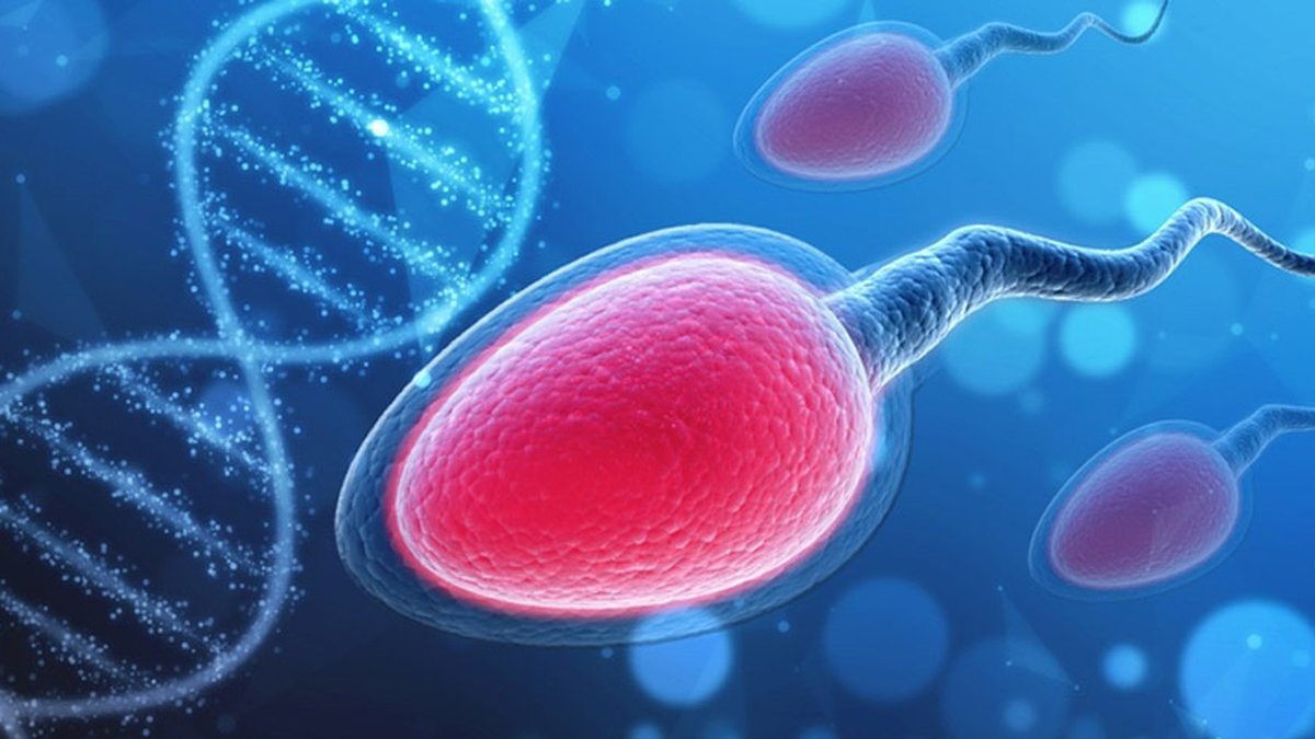Covid-19 pode reduzir a fertilidade masculina, diz estudo - TecMundo