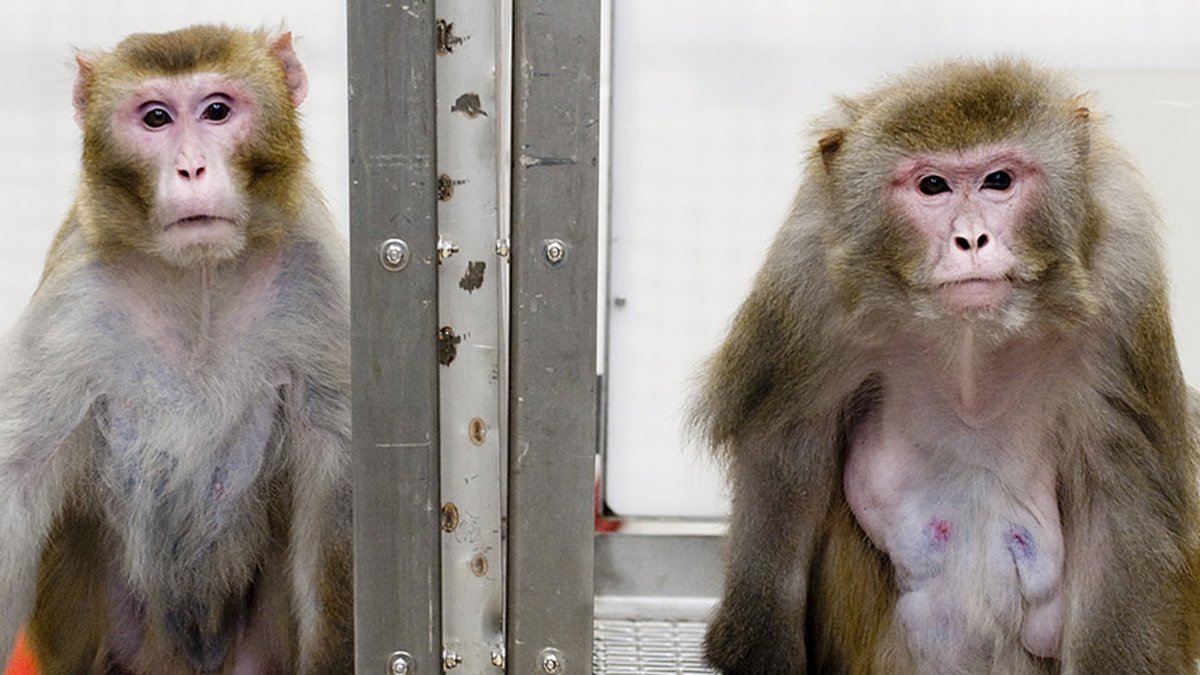 Um homem paralisado está desafiando o macaco da empresa Neuralink