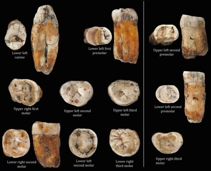 Dentes de indivíduos híbridos encontrados em La Cotte de St Brelade