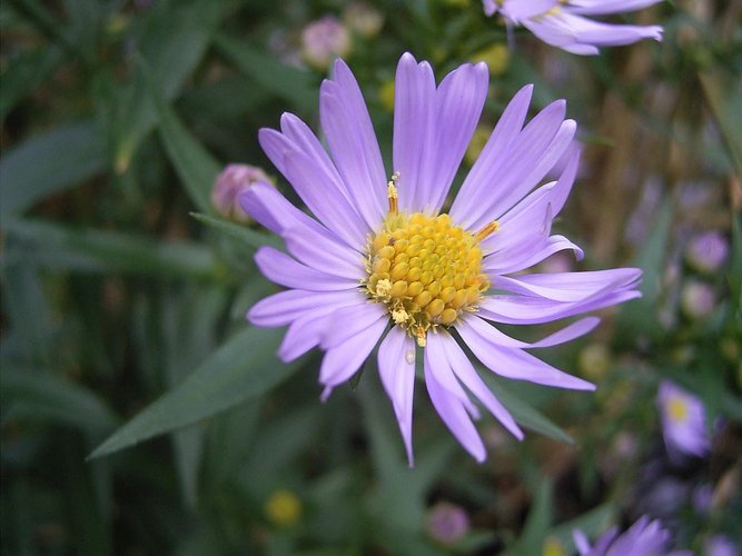 Michaelmas daisy