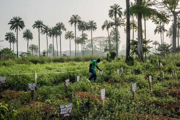 A epidemia que varreu a África Ocidental matou mais de 11 mil pessoas e devastou os serviços de saúde e a economia dos países afetados.