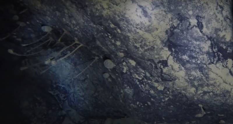Organismos em uma rocha profunda na Antártica