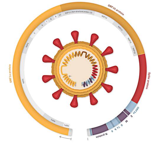 Diagrama do genoma do coronavírus com a variante B.1.1.7 dentro (Fonte: The New Yoirk Times/Reprodução)