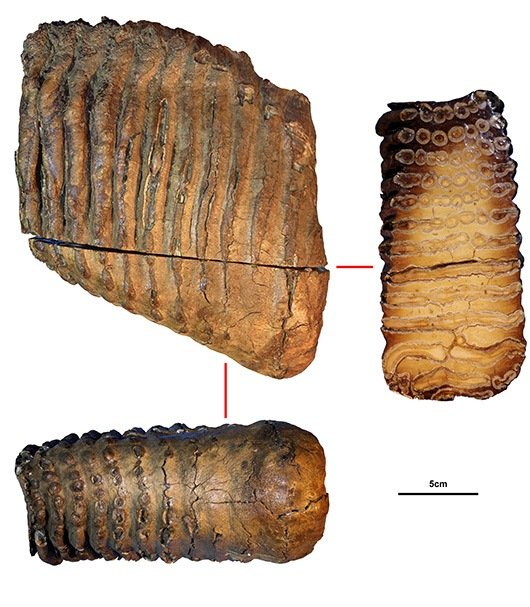Os dentes do mamute de 1,2 milhão de anos, uma espécie até agora desconhecida.