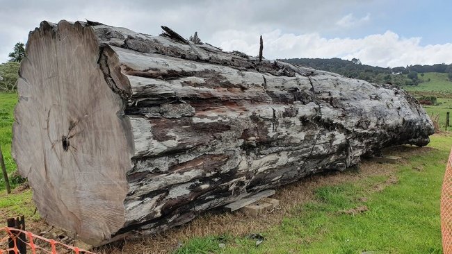 O tronco de árvore kauri foi essencial para o estudo.