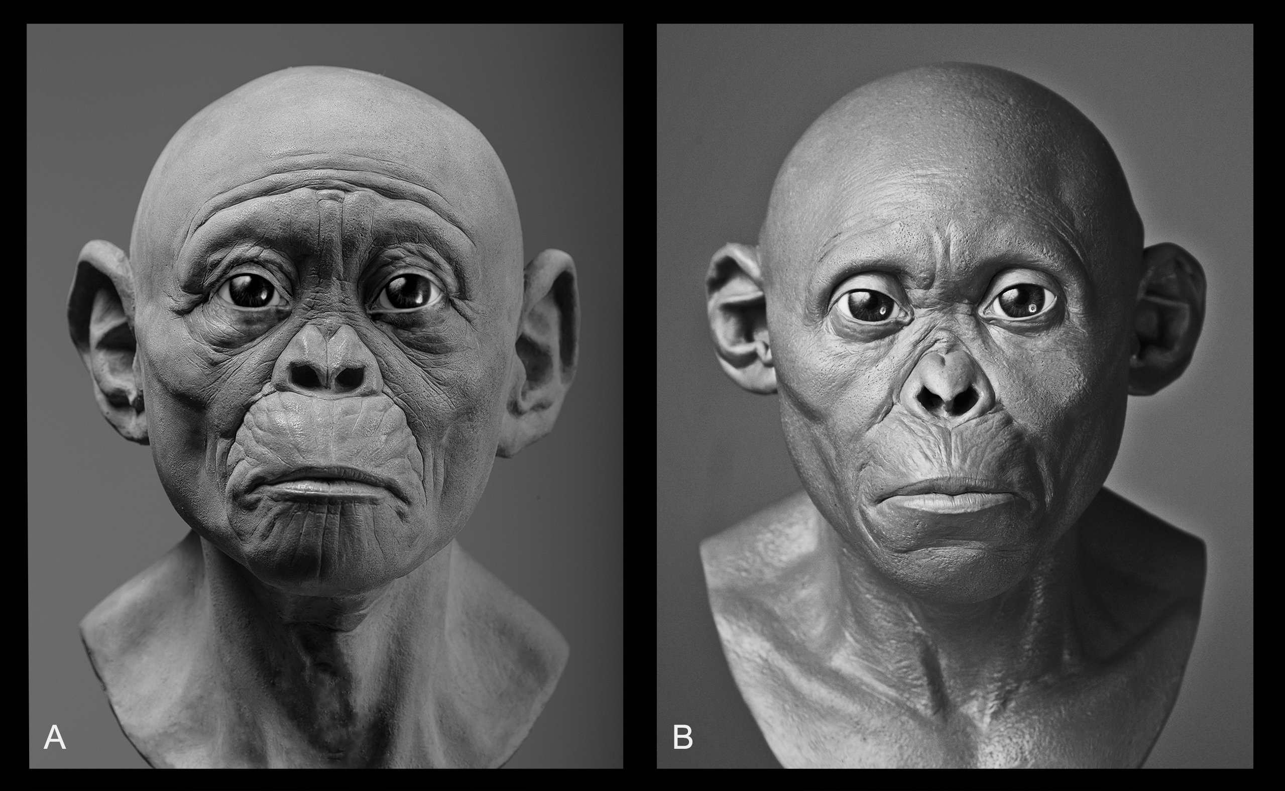 Diferentes projeções da criança Taung, uma mais simiesca (A) e outra mais humana (B)