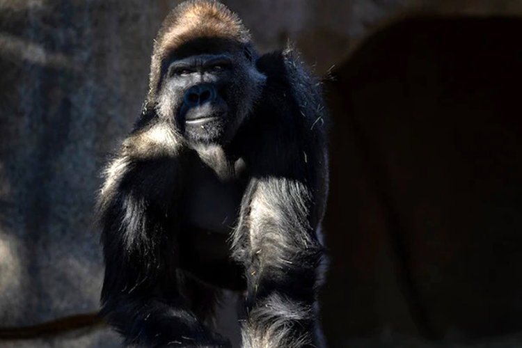 Fonte: Brent Stirton/Zoológico de San Diego/Reprodução