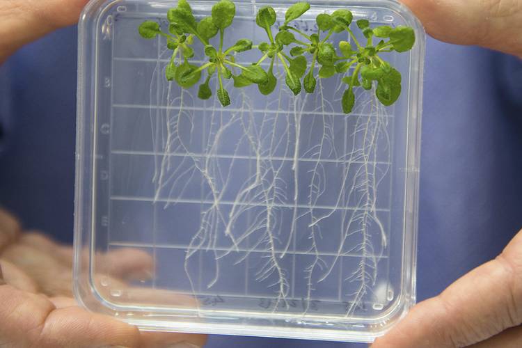Possível função das amostras bacterianas ainda precisa ser comprovada em análises na Terra