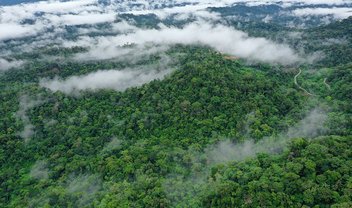 Meteoro que extinguiu dinossauros deu origem à floresta amazônica