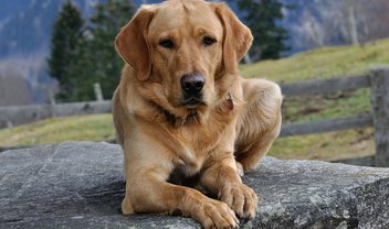 Cachorros podem farejar coronavírus na urina humana, diz pesquisa