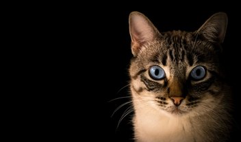 Estudo mostra mais casos de covid passados de humanos para gatos