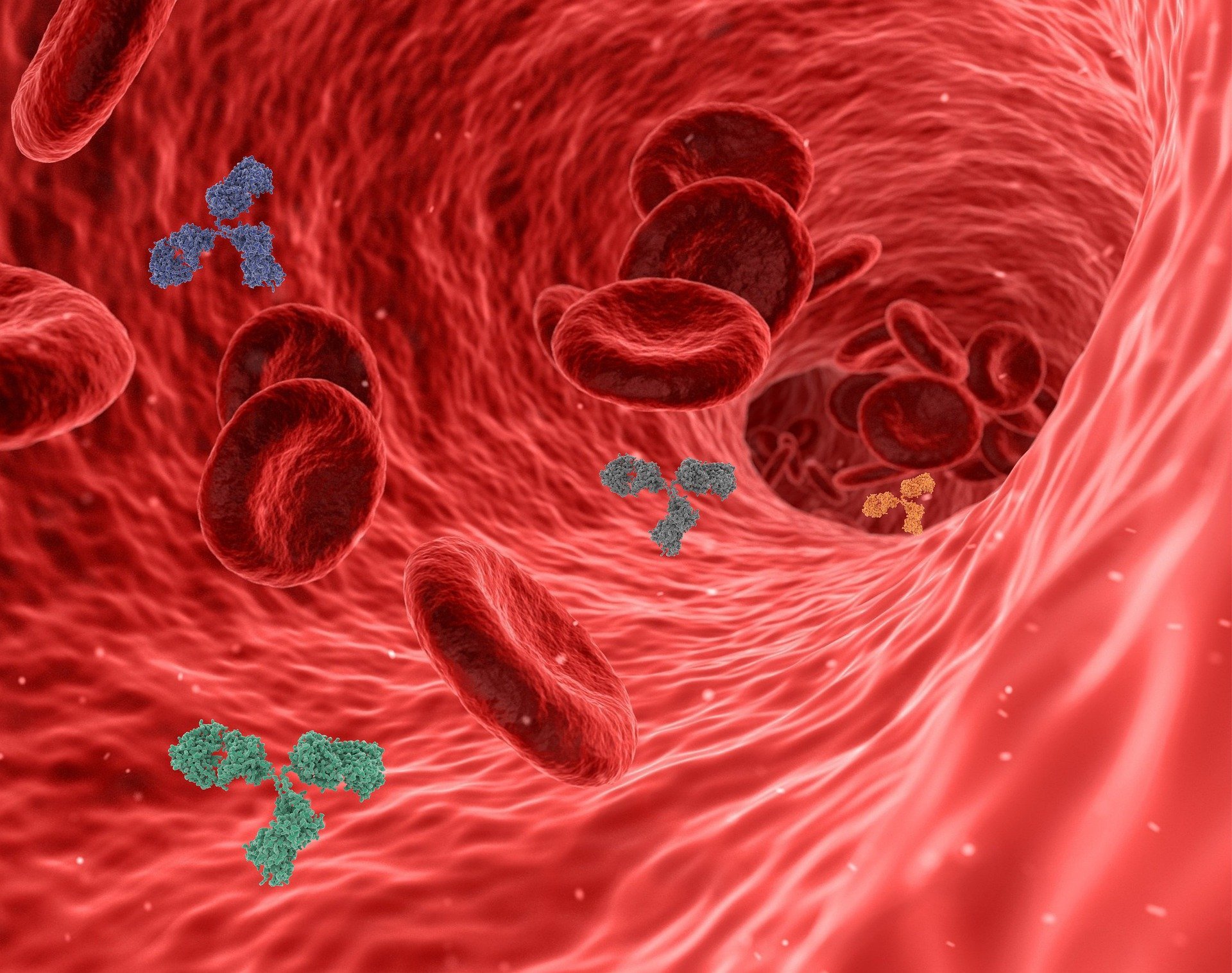 Ilustração de anticorpos circulando na corrente sanguínea.