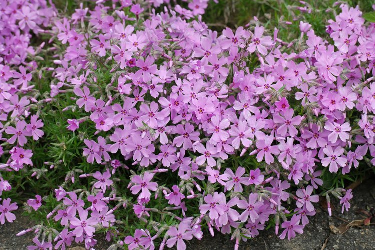 Phlox Subulata