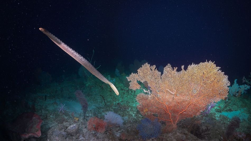 Registro de serpente marinha nadando próxima à coral.