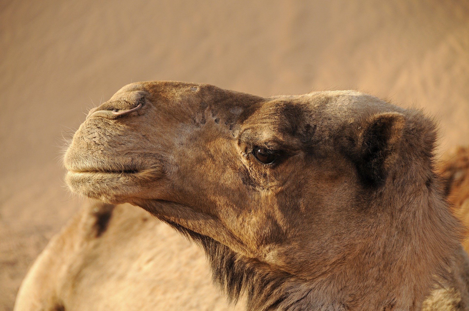 Camelo é apontado como hospedeiro intermediários do vírus MERS-CoV.