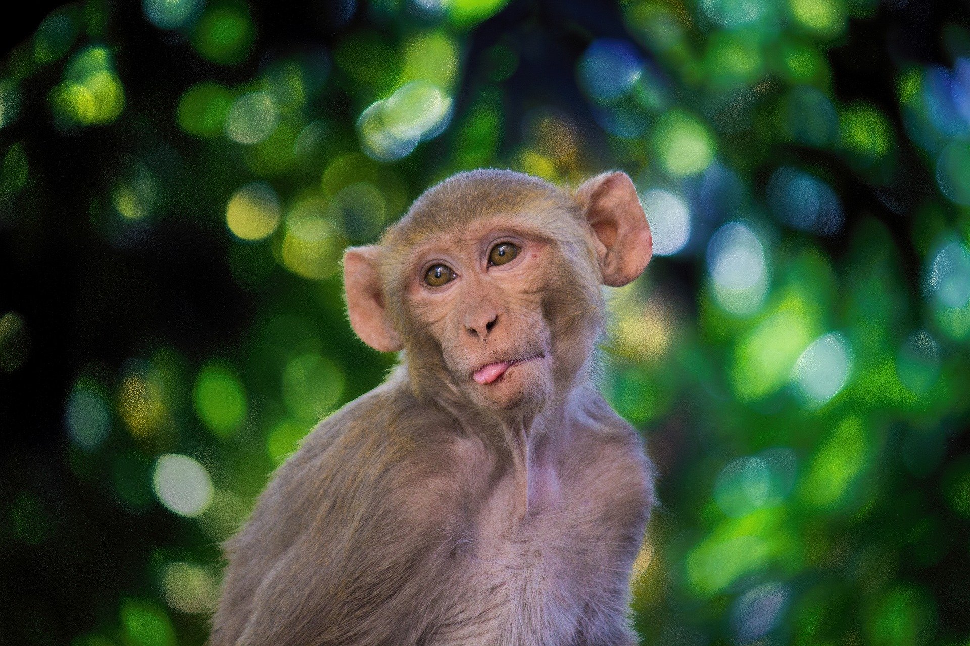 Assim como ocorre com humanos, alguns macacos rhesus gostam de álcool.