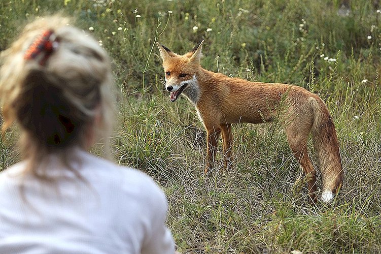 Raposa avistada nos arredores de Chernobyl em 2017.