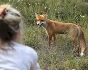 Chernobyl: inabitável por 24 mil anos, mas com vida selvagem próspera