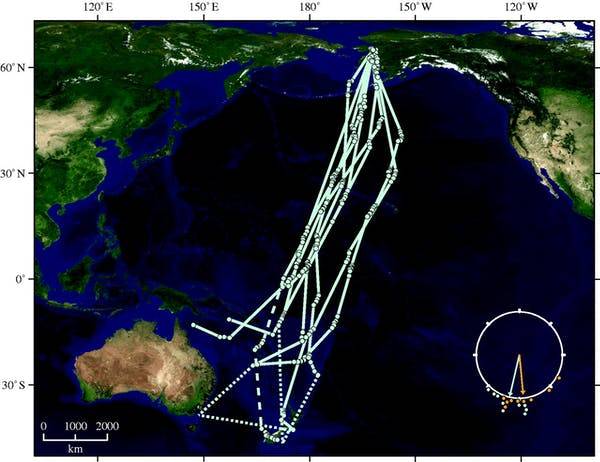 Rastro de voo de nove pássaros equipados com transmissores via satélite.