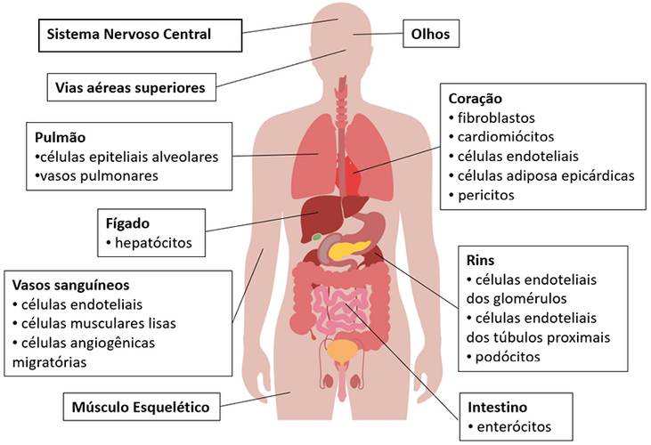 Distribuição da enzima ECA2 no corpo humano.
