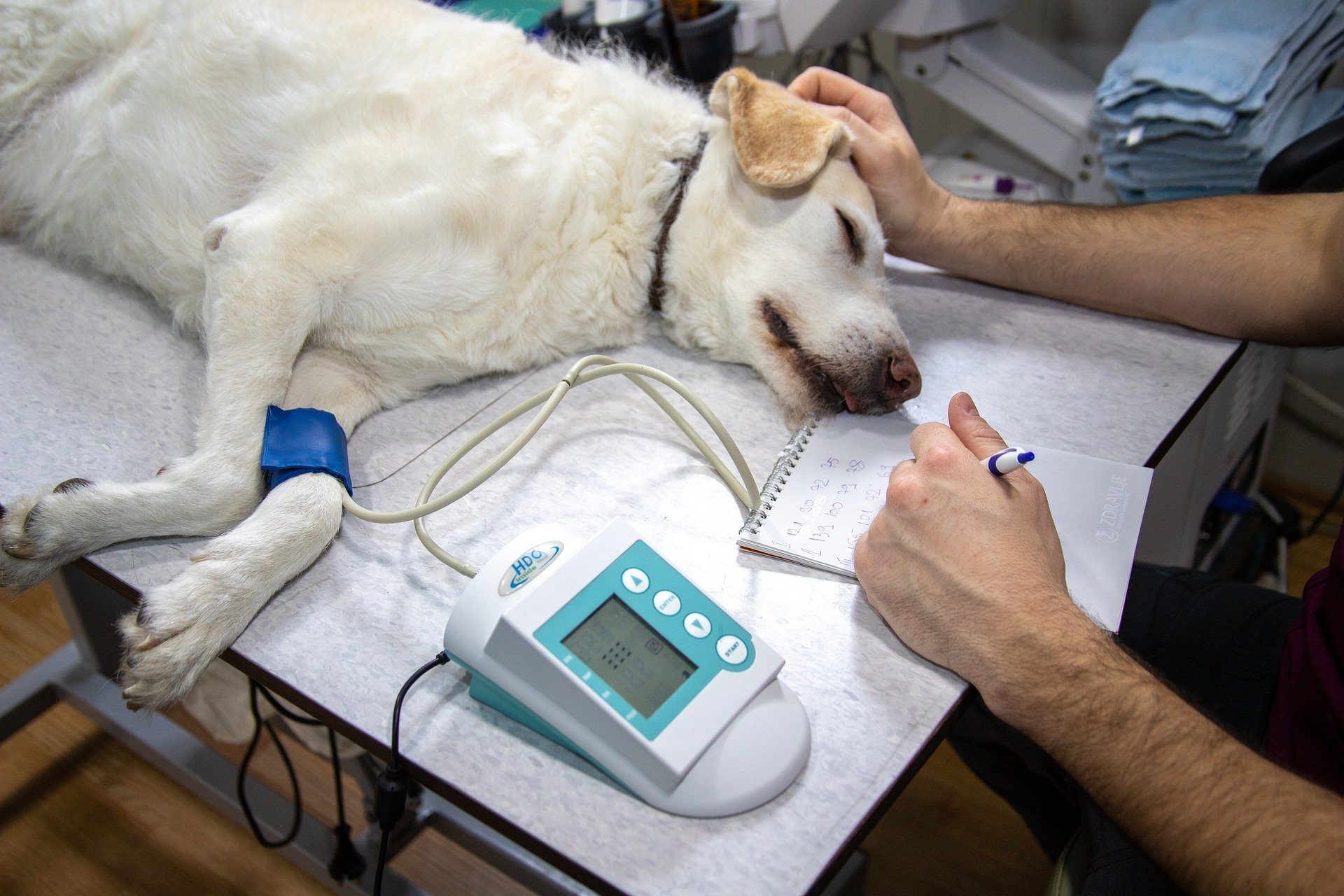 Criadores do OncoK9 pretendem revolucionar o diagnóstico de câncer em cães.