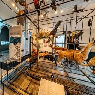 Imagem de Museu da USP promove exposição online e palestras