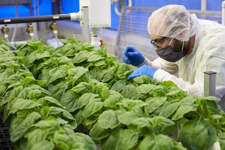 Pesquisador trabalhando em imunizante à base de planta.