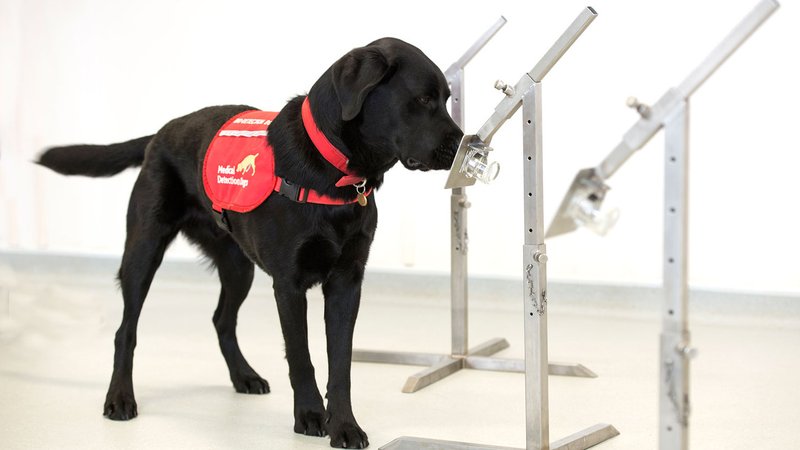 Cachorros podem farejar 300 pessoas por hora, indica pesquisadores.