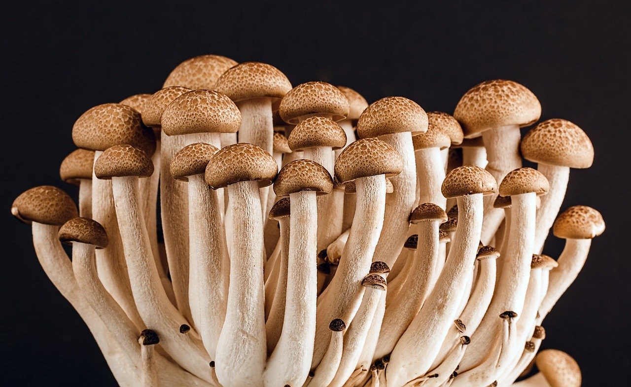Cogumelos possuem grande quantidade de antioxidantes.
