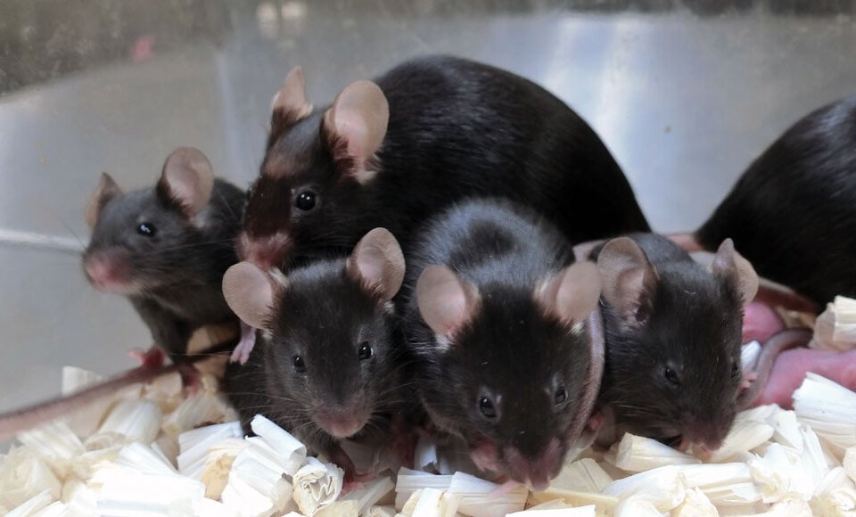O esperma de ratos mantido no espaço por até seis anos produziu centenas de filhotes saudáveis durante o estudo.