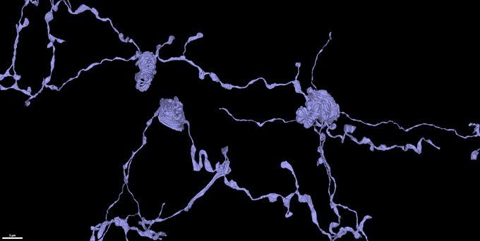 Sinapses em forma de cobra, vistas pela primeira vez no mapa desenvolvido pelo estudo.
