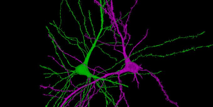 Neurônios simétricos encontrados no mapa.