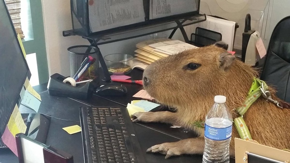 Capivaras usando PCs: internet discute fotos curiosas dos animais