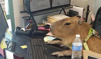 Capivaras usando PCs: internet discute fotos curiosas dos animais