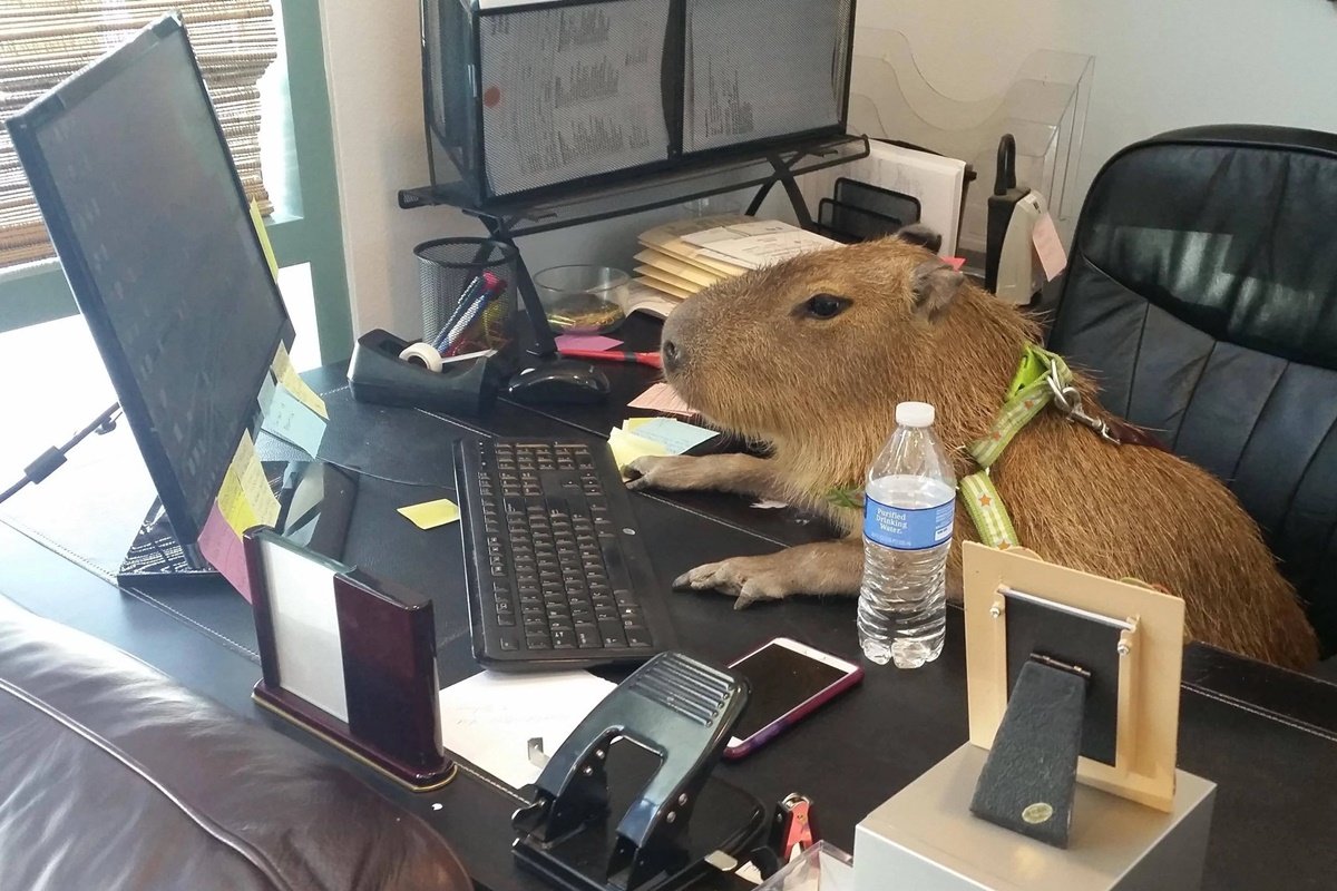 Capivaras usando PCs: internet discute fotos curiosas dos animais